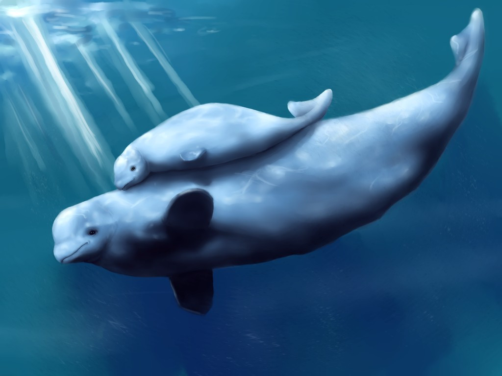  Cá voi trắng không có vây lưng. Điều này giúp chúng bơi sát dưới lớp băng mà không bị trầy xước cơ thể. Ảnh: Pinterest.