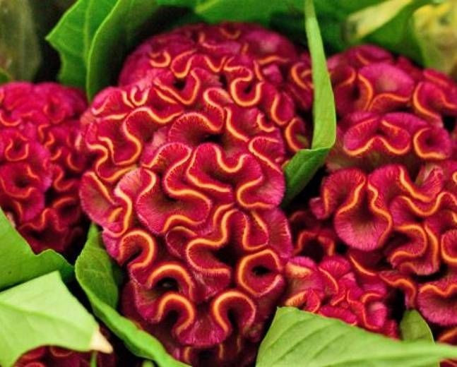  Có vai trò trong thu hút côn trùng thụ phấn. Màu sắc sặc sỡ và cấu trúc hoa dày giúp mồng gà hấp dẫn ong, bướm, góp phần duy trì sự đa dạng sinh học tại khu vực trồng. Ảnh: Pinterest.