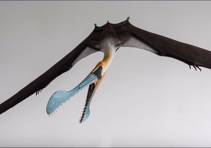  Mỏ có mào xương độc đáo. Chiếc mào ở đầu mỏ giúp Tropeognathus ổn định hướng bay hoặc thu hút bạn tình. Ảnh: Pinterest.