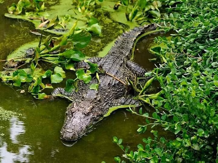  2. Hiền hòa hơn so với các loài họ hàng. So với cá sấu nước mặn hay cá sấu sông Nile, cá sấu Xiêm có đầu ngắn hơn, thân hình gọn, ít hung dữ hơn và thường tránh đối đầu với con người. Ảnh: Pinterest.