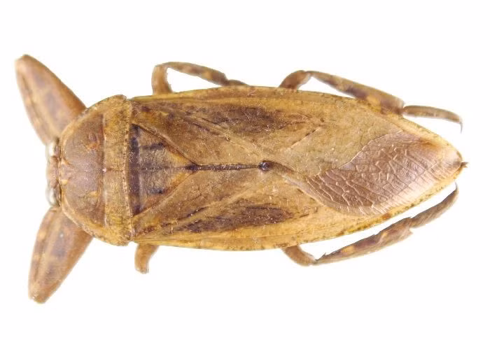  5. Cà cuống có thể bay xa nhờ đôi cánh khỏe. Dù sống chủ yếu dưới nước, chúng có thể bay xa để tìm nơi sinh sản hoặc nguồn thức ăn mới. Ảnh: Pinterest.