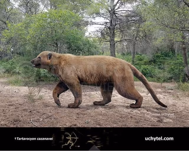  7. Phân bố rộng khắp. Hóa thạch Amphicyon được tìm thấy ở châu Âu, Bắc Mỹ, châu Á và châu Phi, cho thấy sự lan rộng của loài này. Ảnh: Pinterest.