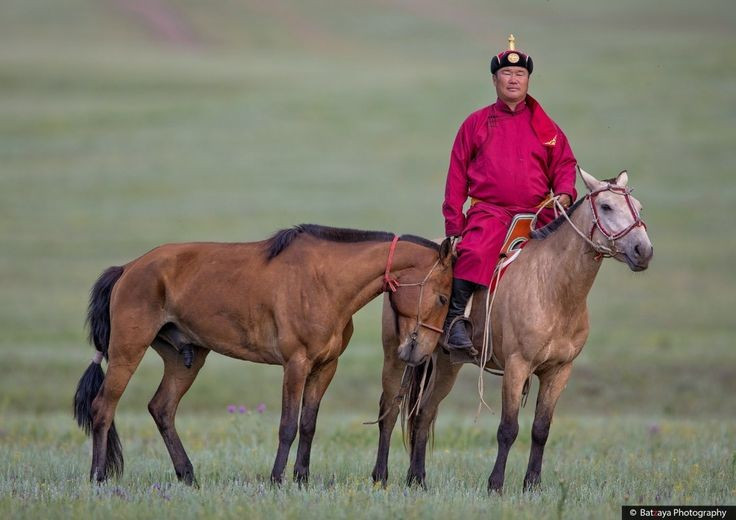  Di sản còn tồn tại đến ngày nay. Ngày nay, giống ngựa Mông Cổ vẫn được bảo tồn và xem là biểu tượng văn hóa, minh chứng sống động cho vai trò then chốt của chúng trong lịch sử chinh phục thế giới. Ảnh: Pinterest.