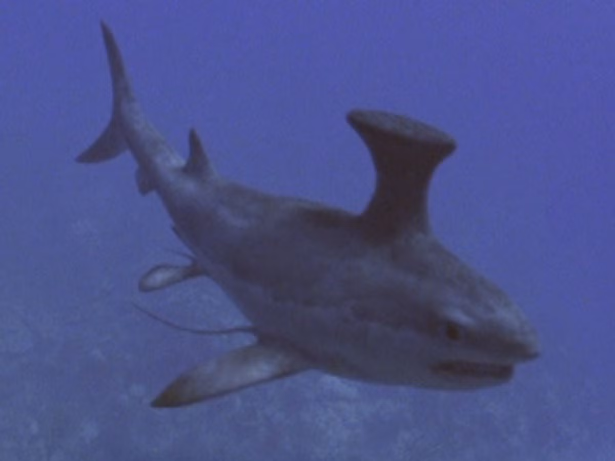  Hóa thạch hiếm và quý. Hóa thạch Stethacanthus được tìm thấy chủ yếu ở Bắc Mỹ, châu Âu và Nhật Bản, cung cấp bằng chứng độc đáo về tiến hóa cá mập. Ảnh: Pinterest.