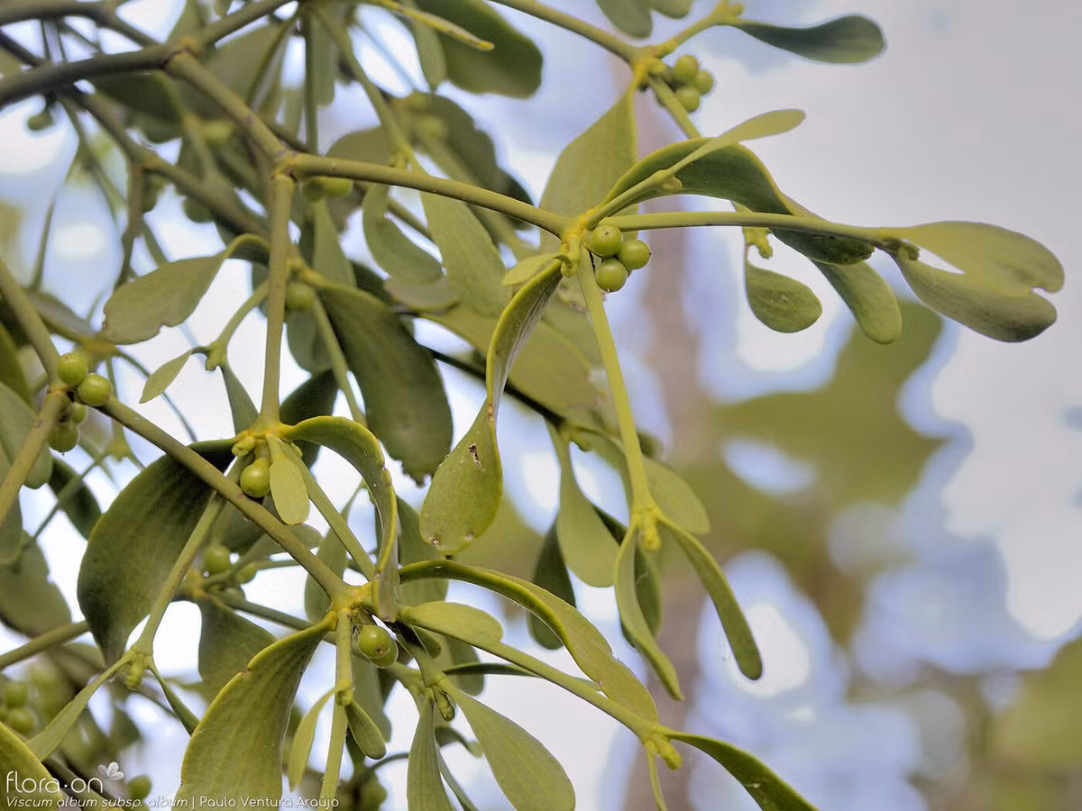  Có thể ảnh hưởng đến sức khỏe cây chủ. Khi phát triển mạnh, ghi trắng có thể làm suy yếu cây chủ do hút nước và chất dinh dưỡng. Nếu số lượng quá nhiều, nó có thể khiến cây giảm sinh trưởng hoặc dễ bị tổn thương trước các điều kiện môi trường khắc nghiệt. Ảnh: flora-on.pt.