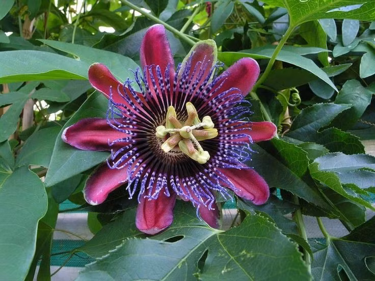  Biểu tượng văn hóa. Ở nhiều nền văn hóa, hoa lạc tiên tượng trưng cho sự đam mê, niềm tin và sức sống mãnh liệt. Ảnh: Pinterest.