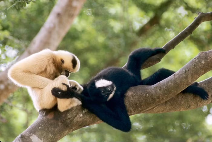  6. Di chuyển bằng cách đu tay rất điêu luyện. Loài vượn này sử dụng tay dài để đu mình qua các cành cây với tốc độ cao và độ chính xác gần như tuyệt đối, một khả năng hiếm có trong thế giới động vật. Ảnh: laos.wcs.org.