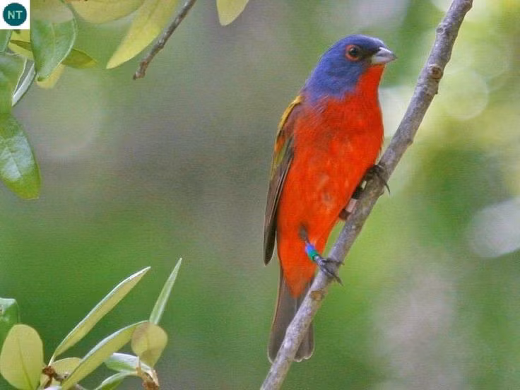  Đang được bảo vệ nhờ các chương trình bảo tồn. Hiện nay, loài chim này được luật pháp Mỹ bảo vệ, giúp số lượng dần ổn định và tiếp tục là biểu tượng sắc màu của thiên nhiên hoang dã. Ảnh: Pinterest.