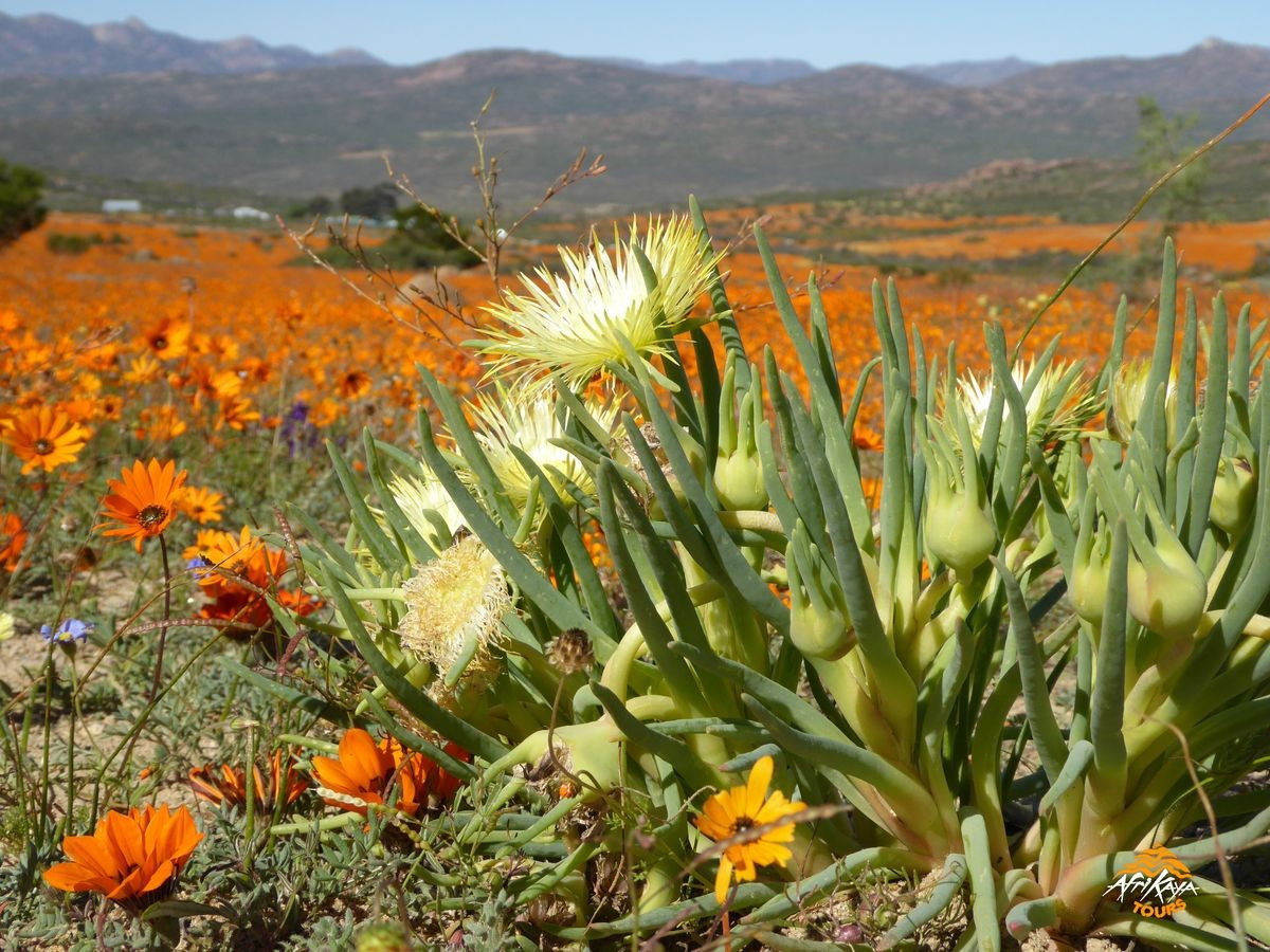  Hệ sinh thái fynbos độc nhất vô nhị. Thảm thực vật chủ đạo của Vùng Thực vật Cape là fynbos, bao gồm các loài cây bụi thấp, lá cứng thích nghi với khí hậu khô hạn, gió mạnh và đất nghèo dinh dưỡng. Ảnh: Pinterest.