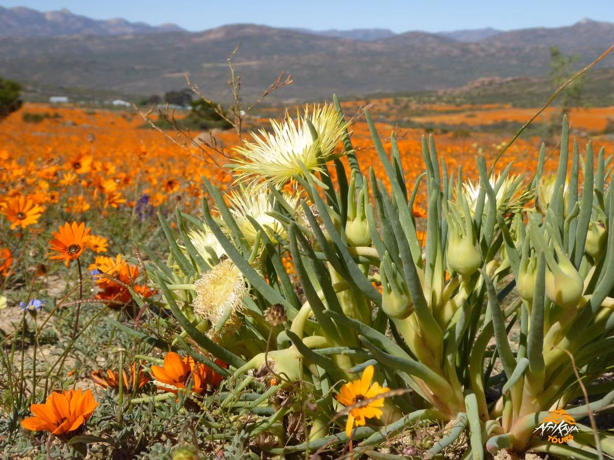  Hệ sinh thái fynbos độc nhất vô nhị. Thảm thực vật chủ đạo của Vùng Thực vật Cape là fynbos, bao gồm các loài cây bụi thấp, lá cứng thích nghi với khí hậu khô hạn, gió mạnh và đất nghèo dinh dưỡng. Ảnh: Pinterest.
