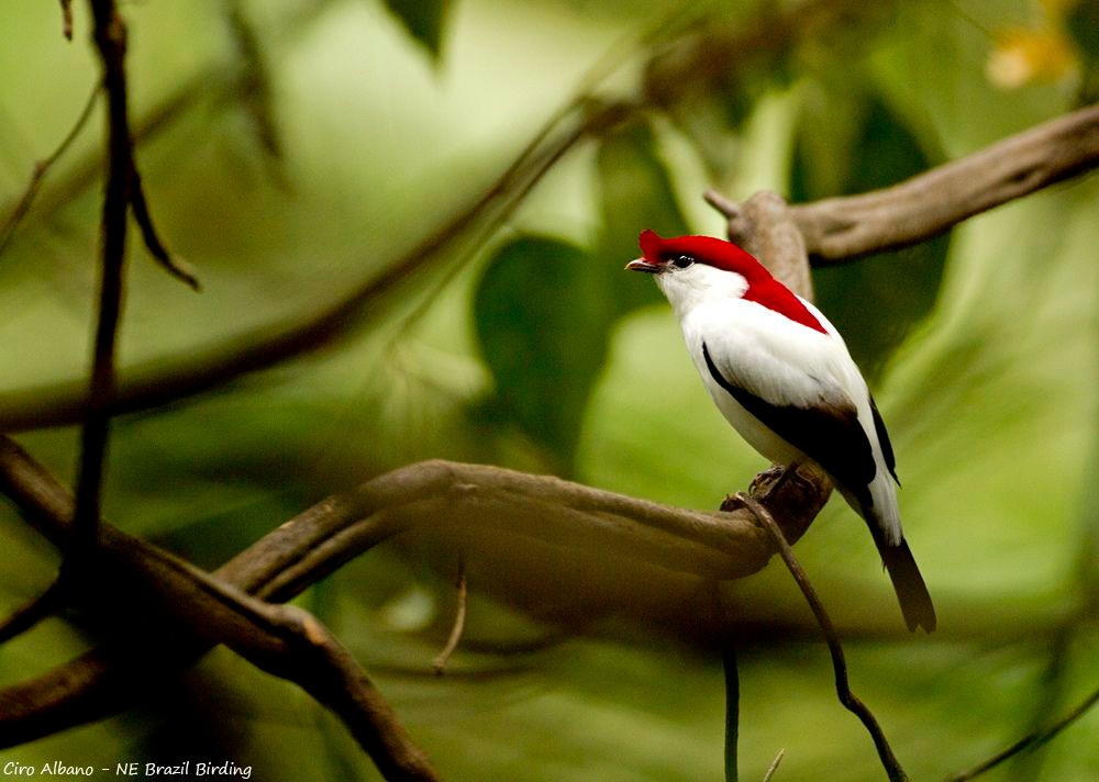  Loài chim đặc hữu cực kỳ hiếm của Brazil. Chim di Araripe chỉ được tìm thấy tại một khu vực rất nhỏ quanh cao nguyên Chapada do Araripe, bang Ceará, Brazil. Phạm vi phân bố hẹp khiến loài này đặc biệt dễ tổn thương trước mọi biến động môi trường. Ảnh: Pinterest.