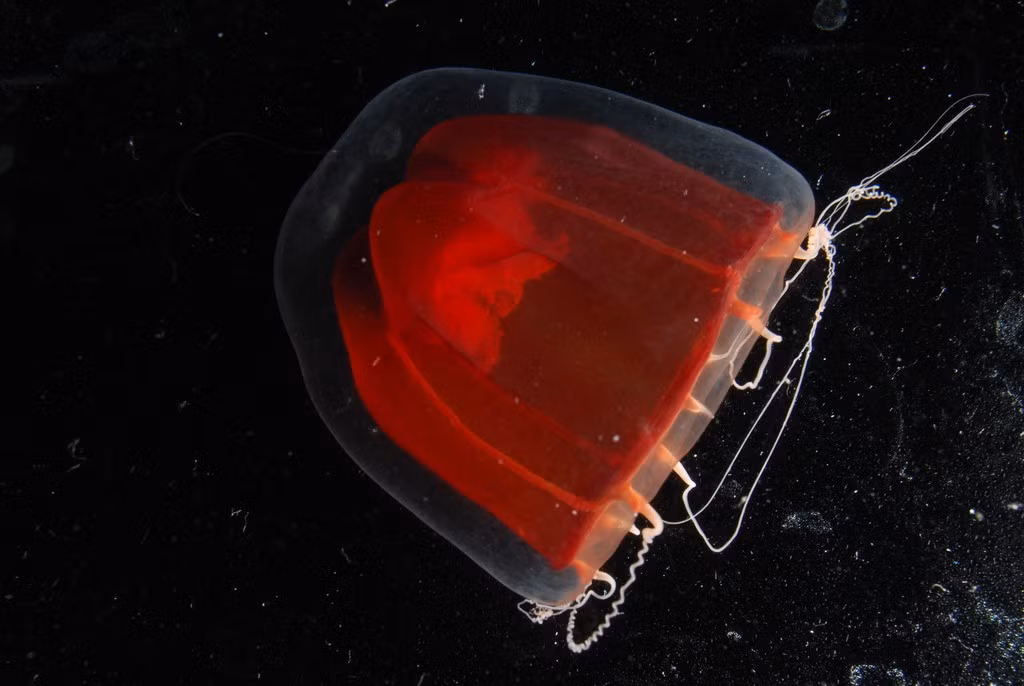  Màu đỏ tươi giúp chúng ẩn mình. Màu đỏ đặc trưng khiến loài sứa này gần như “biến mất” trong bóng tối biển sâu, bởi ánh sáng đỏ khó hiện diện ở tầng nước này. Ảnh: inaturalist.