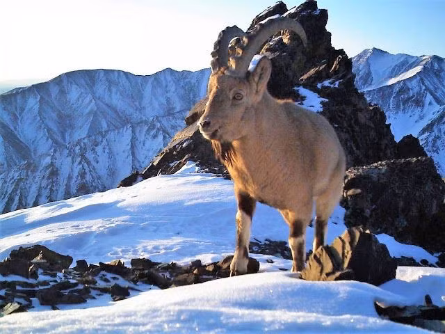  Có hệ sinh thái đa dạng bậc nhất Trung Á. Từ sa mạc khô cằn, thảo nguyên bao la đến núi cao phủ tuyết, tất cả cùng tồn tại trong một lưu vực. Ảnh: Pinterest.
