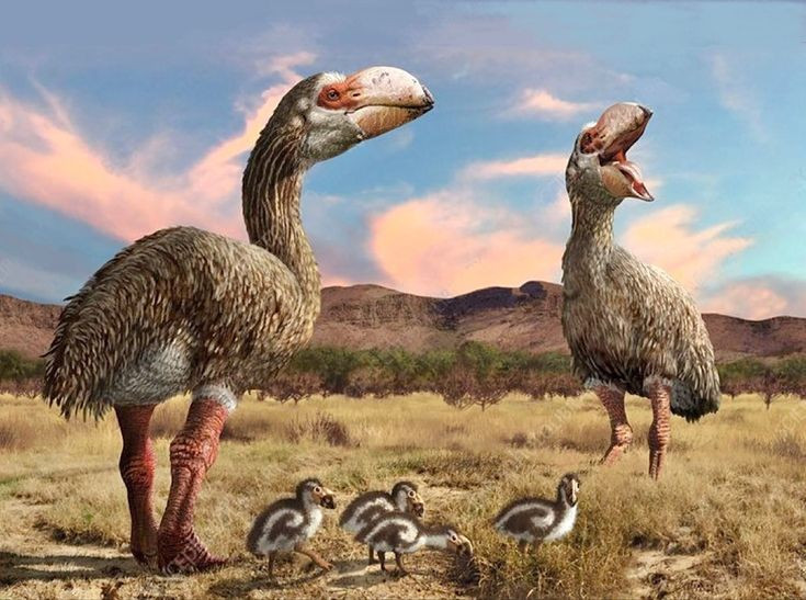 View - Cái mỏ đáng sợ của chim săn mồi khủng nhất thời tiền sử | Báo Tri thức và Cuộc sống - TIN TỨC PHỔ BIẾN KIẾN THỨC 24H