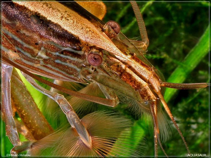  Chúng phân bố rộng khắp khu vực Đông Nam Á và các đảo Thái Bình Dương. Tôm tre được tìm thấy ở Indonesia, Thái Lan, Việt Nam, Malaysia và nhiều đảo nhiệt đới, thường sống trong suối, sông nhỏ có dòng chảy mạnh. Ảnh: Pinterest.