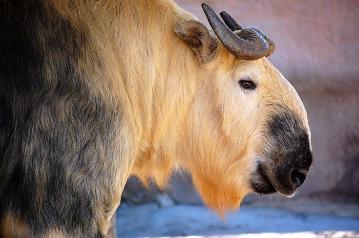 View - Lạ lùng loài vật nửa trâu rừng nửa linh dương thống trị Himalaya | Báo Tri thức và Cuộc sống - TIN TỨC PHỔ BIẾN KIẾN THỨC 24H