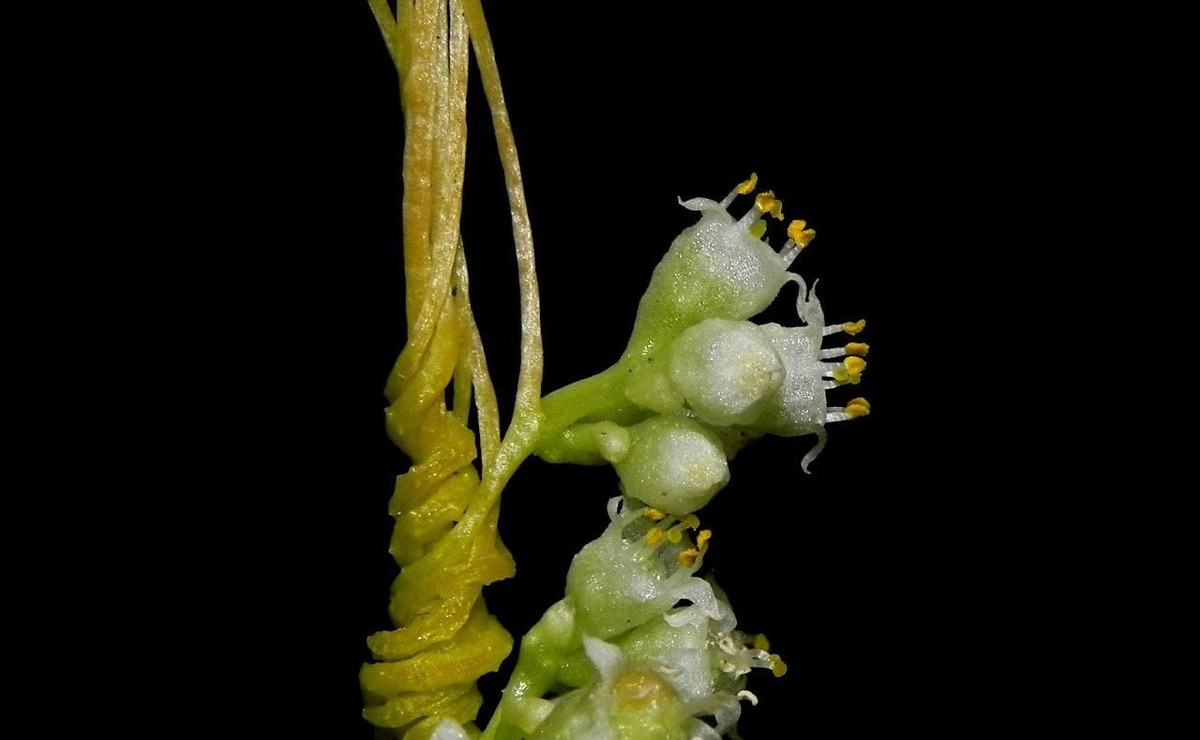  Không quang hợp theo cách thông thường. Do thiếu diệp lục hoặc chỉ còn lượng rất ít, Cuscuta chinensis hầu như không tự tạo chất dinh dưỡng mà hút trực tiếp từ cây chủ. Ảnh: inaturalist.