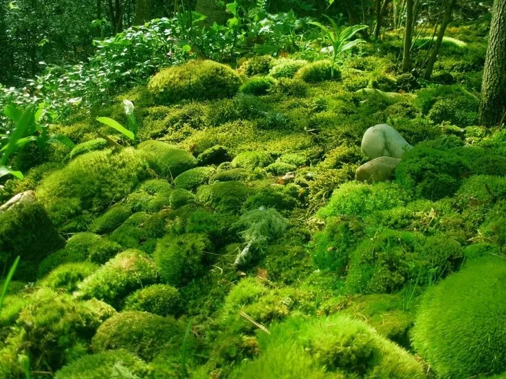  Rêu là một trong những thực vật cổ xưa nhất. Rêu xuất hiện từ hơn 400 triệu năm trước, thuộc nhóm thực vật không mạch, đại diện cho những bước đầu tiên khi thực vật chinh phục môi trường trên cạn. Ảnh: Pinterest.