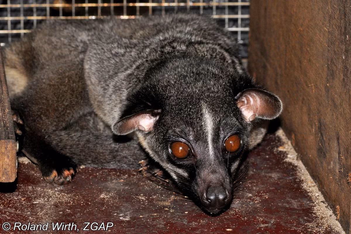  2. Kích thước nhỏ nhắn. Cơ thể cầy tai trắng thường dài 40–60 cm, nặng từ 1–3 kg, giúp chúng dễ dàng di chuyển trên cành cây trong rừng. Ảnh: biolib.cz.