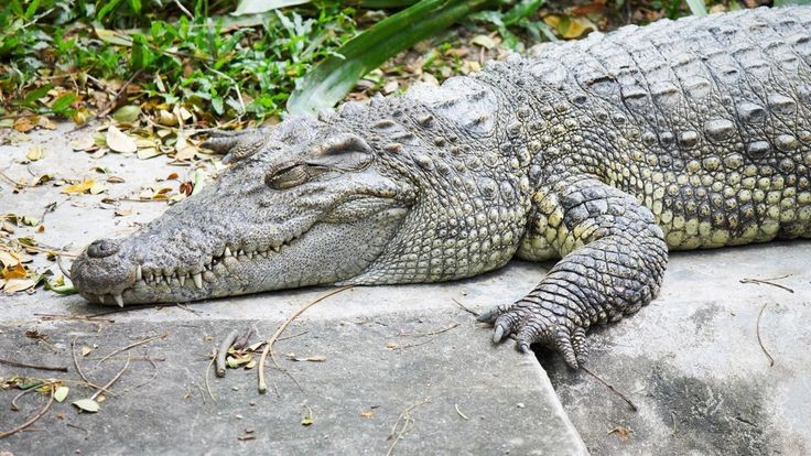 View - Tận thấy loài cá sấu quý hiếm nhất thế giới ở Philippines | Báo Tri thức và Cuộc sống - TIN TỨC PHỔ BIẾN KIẾN THỨC 24H