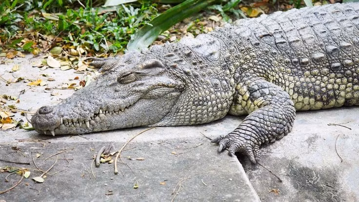  3. Được phát hiện và mô tả khá muộn. Loài này chỉ chính thức được công nhận là loài riêng biệt vào năm 1989 sau nhiều nhầm lẫn với cá sấu nước mặn. Ảnh: Pinterest.