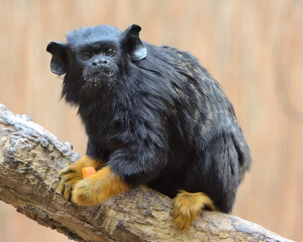  Kích thước nhỏ nhưng cực kỳ nhanh nhẹn. Loài khỉ này chỉ dài khoảng 23–28 cm, chưa tính đuôi, với trọng lượng trung bình dưới 600 gram. Dù nhỏ bé, chúng di chuyển rất linh hoạt, có thể nhảy xa giữa các cành cây mà hiếm khi trượt ngã. Ảnh: a-z-animals.com.