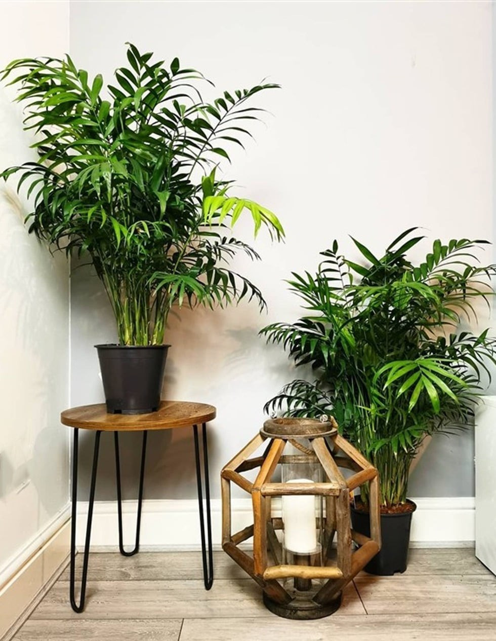 Cây cau tiểu trâm (Chamaedorea elegans) có cấu tạo thân mảnh, lá kép xanh mướt, dáng vẻ thanh cao. Cau tiểu trâm là cây thân thảo hoá gỗ, thường mọc thành bụi, có hình dáng như một cây dừa thu nhỏ, chiều cao trung bình từ 20-30cm.