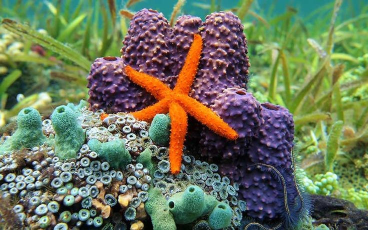  Không có não và máu như động vật thông thường. Các loài sao biển (lớp Asteroidea) không có não trung tâm hay hệ tuần hoàn máu, thay vào đó sử dụng hệ thống ống nước để vận chuyển chất dinh dưỡng. Ảnh: Pinterest.