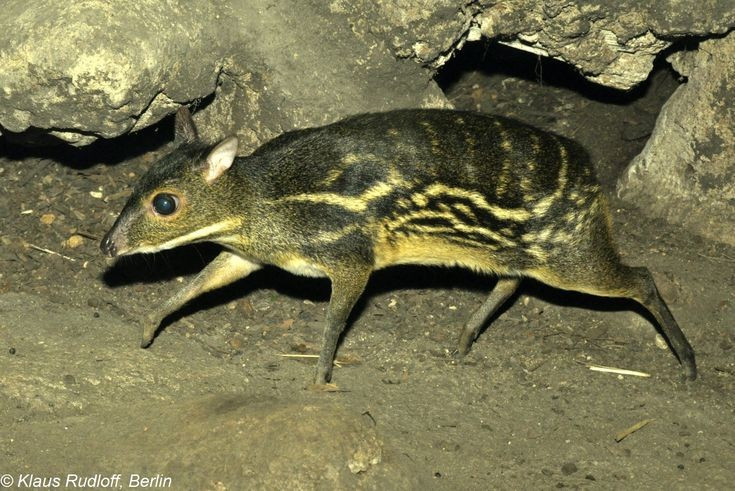  Đang chịu nhiều mối đe dọa từ con người. Săn bắt, mất rừng và sự xáo trộn môi trường sống khiến nhiều loài cheo cheo suy giảm số lượng. Việc bảo tồn chúng không chỉ giúp giữ gìn đa dạng sinh học mà còn bảo vệ một nhánh tiến hóa cổ xưa hiếm hoi của thú móng guốc. Ảnh: Pinterest.