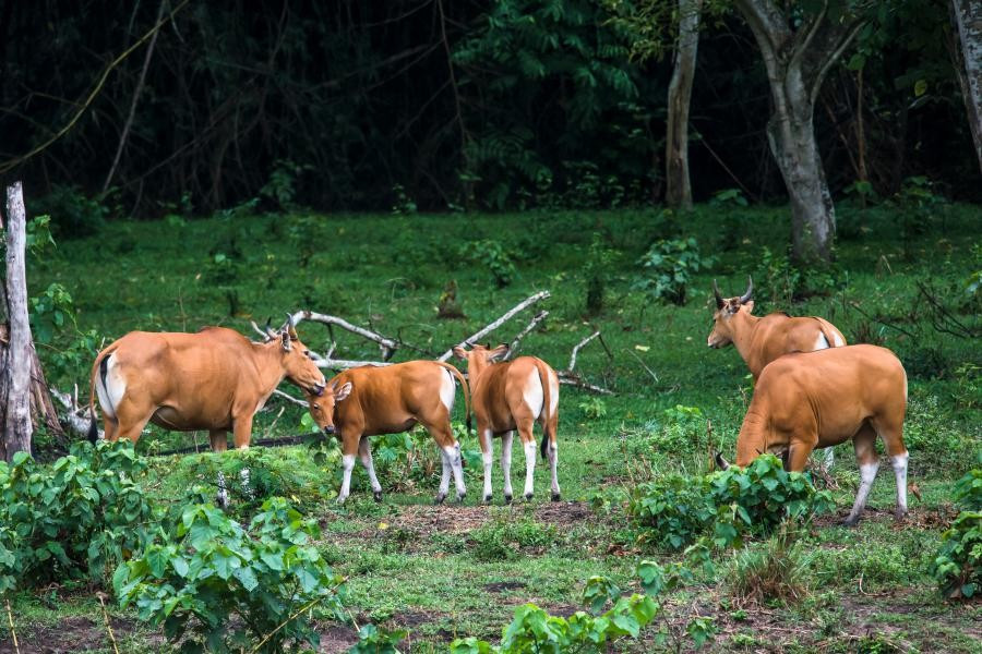  Biểu tượng cho nỗ lực bảo tồn thiên nhiên Thái Lan. Thungyai-Huai Kha Khaeng được xem là hình mẫu trong công tác bảo tồn, nghiên cứu khoa học và chống săn trộm động vật hoang dã, phản ánh cam kết lâu dài của Thái Lan đối với di sản thiên nhiên. Ảnh: thainationalparks.com.
