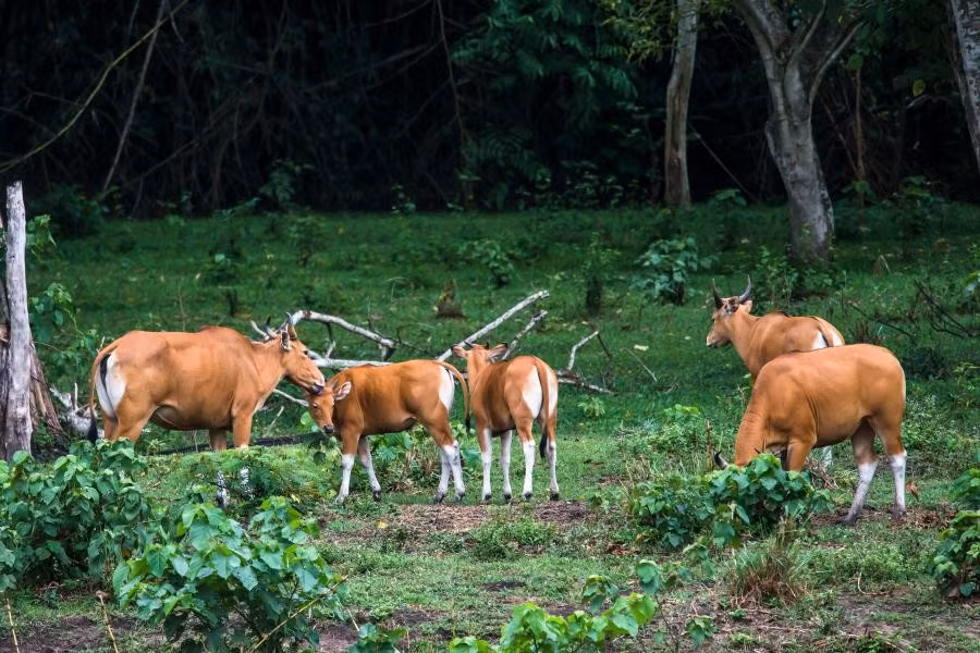  Biểu tượng cho nỗ lực bảo tồn thiên nhiên Thái Lan. Thungyai-Huai Kha Khaeng được xem là hình mẫu trong công tác bảo tồn, nghiên cứu khoa học và chống săn trộm động vật hoang dã, phản ánh cam kết lâu dài của Thái Lan đối với di sản thiên nhiên. Ảnh: thainationalparks.com.