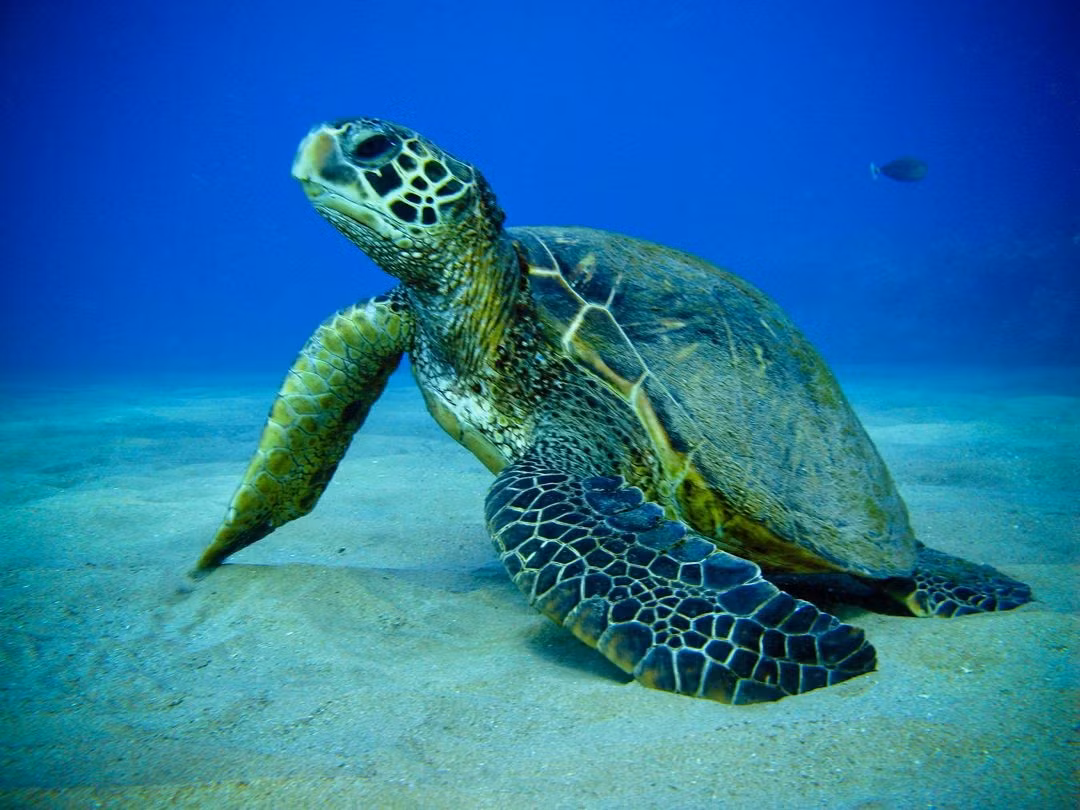  Mai mượt chứ không sần sùi. Khác với nhiều loài rùa biển khác, mai của đồi mồi dứa có bề mặt mượt và tròn, không có vảy xếp chồng lồi lên. Ảnh: Pinterest.