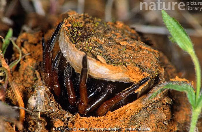  Hang của chúng có dạng ống thẳng đứng ổn định. Cấu trúc hang rất chắc chắn, giúp chúng tránh nắng nóng và kẻ săn mồi. Ảnh: infradoxxs.com.