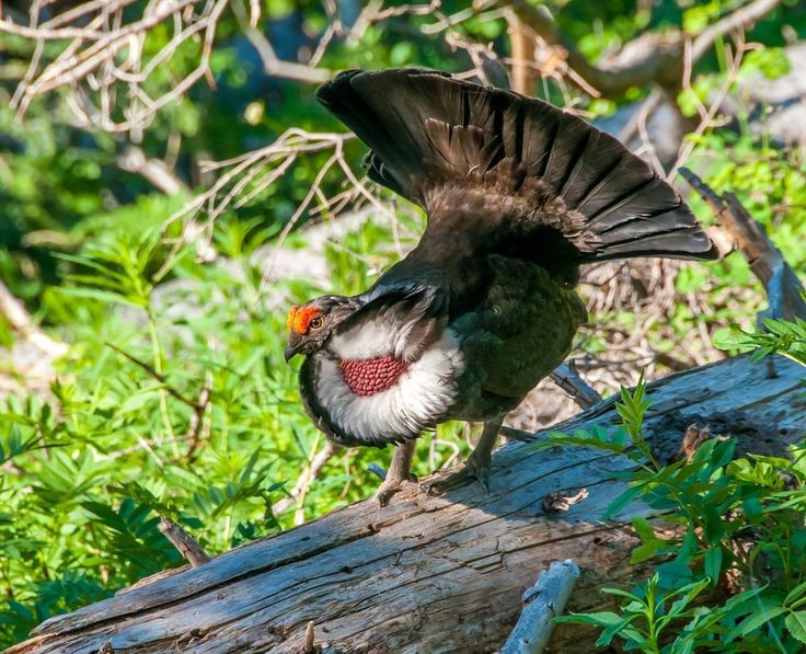  Là một trong những loài gà rừng lớn nhất Bắc Mỹ. Gà thông túi cổ tía có kích thước vượt trội so với nhiều loài chim cùng họ, con trưởng thành có thể dài hơn 50 cm với thân hình chắc nịch. Ảnh: Pinterest.