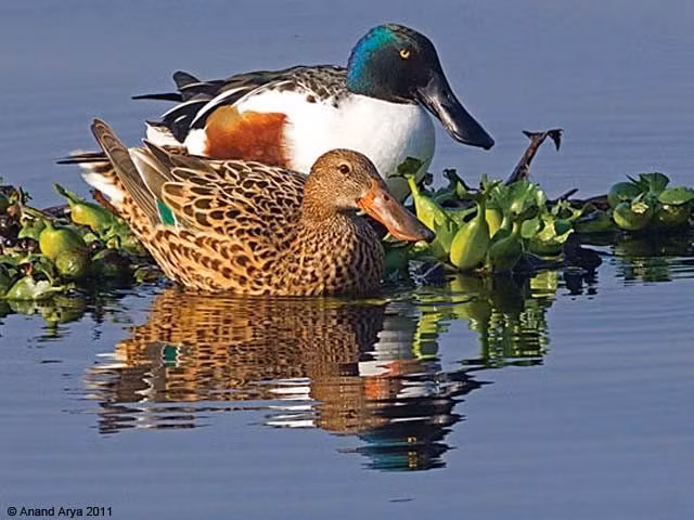  7. Vịt con biết bơi ngay sau khi nở. Chỉ sau vài giờ nở ra, vịt con đã có thể đi theo mẹ ra vùng nước và bắt đầu học cách kiếm ăn, tuy vẫn phụ thuộc mẹ trong giai đoạn đầu đời. Ảnh: Pinterest.