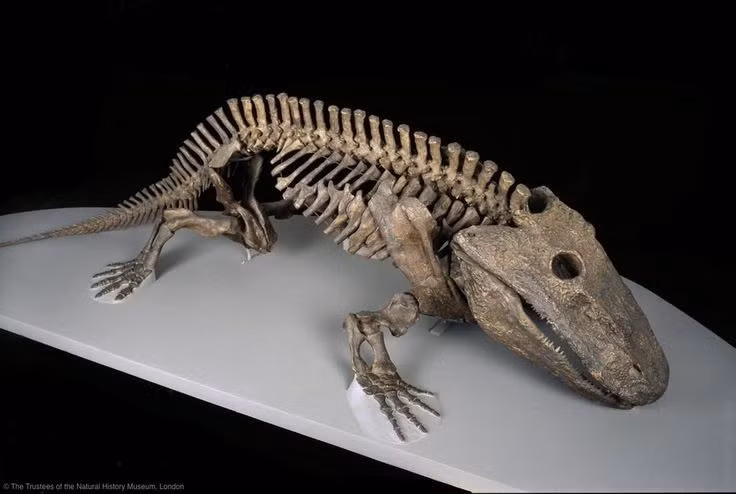  6. Có cấu trúc xương khỏe giúp chống lại trọng lực trên cạn. Khác với nhiều lưỡng cư hiện nay, Eryops có bộ xương chắc chắn để nâng đỡ cơ thể nặng nề khi bò lên đất liền. Ảnh: Pinterest.