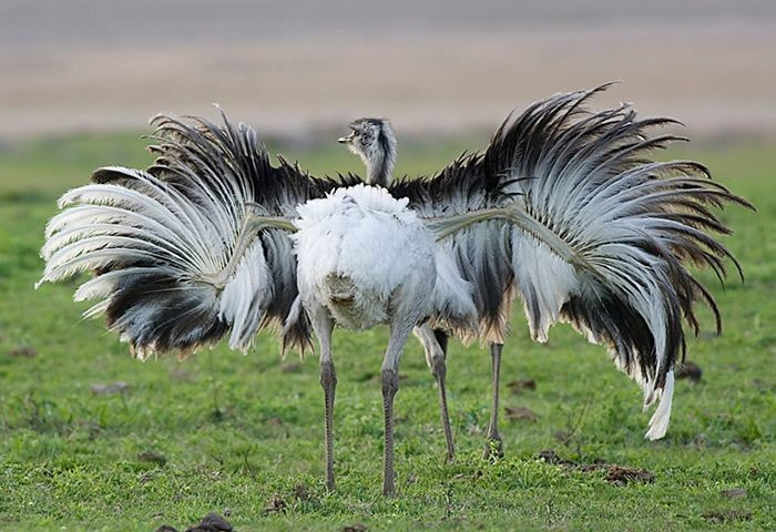  Đôi cánh dùng để giữ thăng bằng. Dù không bay được, đôi cánh lớn giúp chúng giữ thăng bằng và đổi hướng linh hoạt khi chạy. Ảnh: Pinterest.