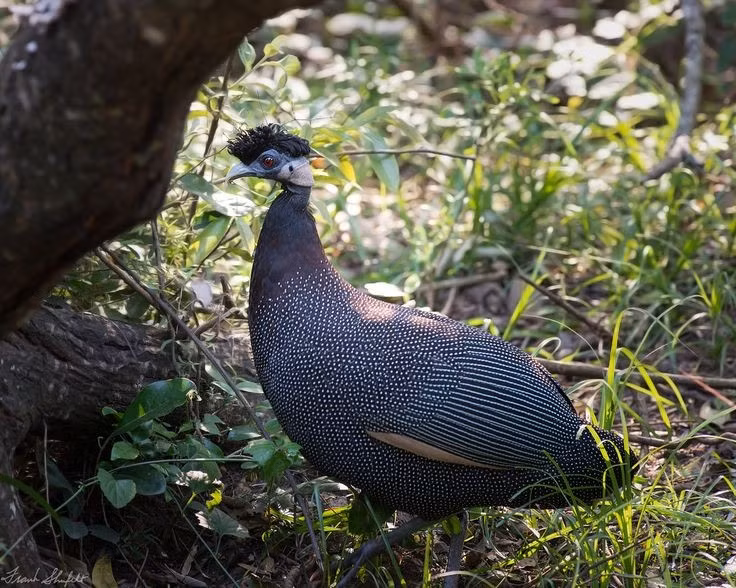  Thiên đường của các loài chim. Khu bảo tồn ghi nhận hơn 500 loài chim, từ chim nước, chim săn mồi đến chim di cư, khiến nơi đây trở thành điểm đến lý tưởng cho giới nghiên cứu và quan sát chim. Ảnh: Pinterest.