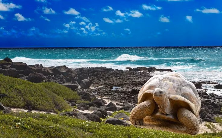  3. Galápagos là nhà của rùa khổng lồ nổi tiếng thế giới. Rùa Galápagos có thể sống hơn 100 năm, dài hơn 1,5 mét và nặng tới 250 kg, là biểu tượng sinh học của quần đảo. Ảnh: Pinterest.
