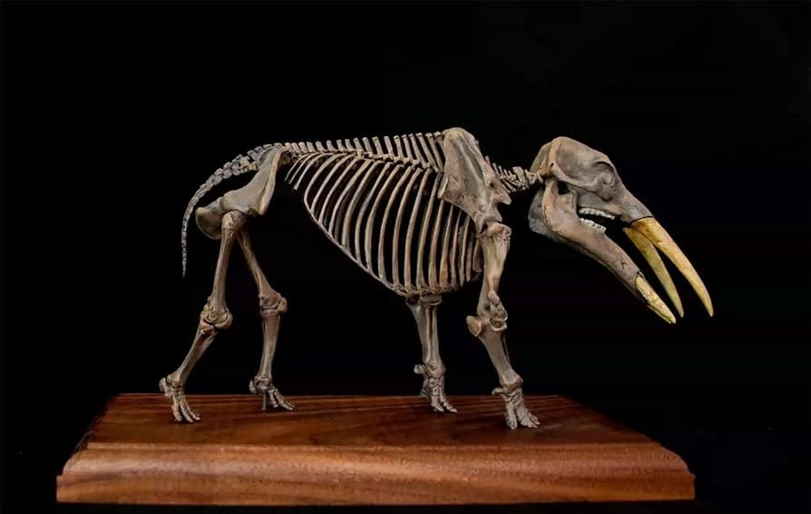  Là mắt xích quan trọng trong tiến hóa voi. Gomphothere giúp các nhà khoa học hiểu rõ quá trình đa dạng hóa, thích nghi và chọn lọc tự nhiên dẫn đến sự xuất hiện của các loài voi hiện đại. Ảnh: media-amazon.com.