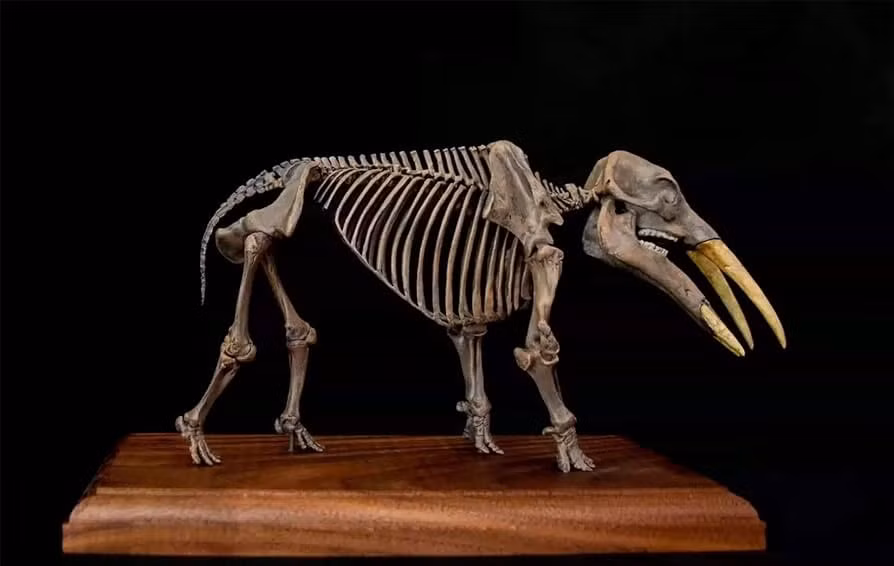  Là mắt xích quan trọng trong tiến hóa voi. Gomphothere giúp các nhà khoa học hiểu rõ quá trình đa dạng hóa, thích nghi và chọn lọc tự nhiên dẫn đến sự xuất hiện của các loài voi hiện đại. Ảnh: media-amazon.com.