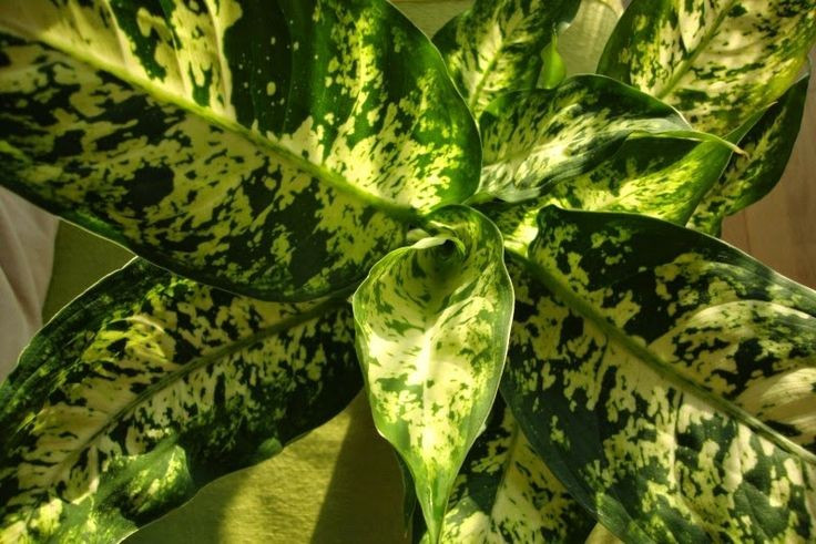  Dễ nhân giống bằng cách giâm cành. Chỉ cần cắt một đoạn thân khỏe và trồng vào đất ẩm, cây môn trường sinh có thể nhanh chóng ra rễ mới. Ảnh: Pinterest.