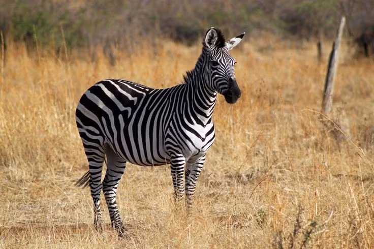  Sống theo đàn nhỏ. Mỗi nhóm thường gồm một con đực và vài con cái cùng con non, gắn bó chặt chẽ trong môi trường khắc nghiệt. Ảnh: Pinterest.