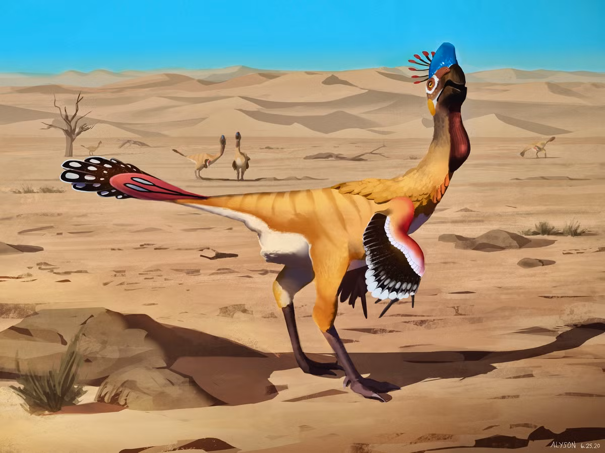 Có thể là loài ăn tạp. Dựa trên cấu trúc hộp sọ và hàm không răng, các nhà khoa học cho rằng Nomingia có thể ăn thực vật, trứng, côn trùng hoặc động vật nhỏ, linh hoạt theo môi trường sống. Ảnh: Reddit.