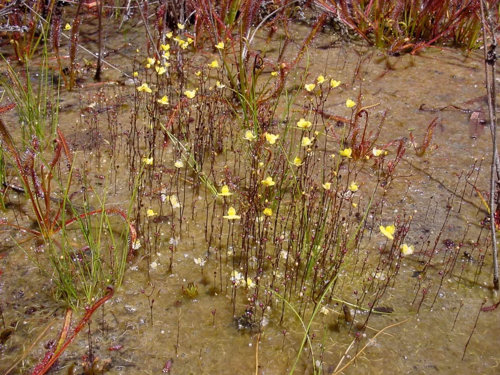  5. Phân bố rộng rãi ở Đông Nam Á. Utricularia aurea được tìm thấy tại Việt Nam, Thái Lan, Campuchia, Indonesia… trong ao, hồ, đầm lầy nước ngọt tĩnh lặng. Ảnh: wikimedia.