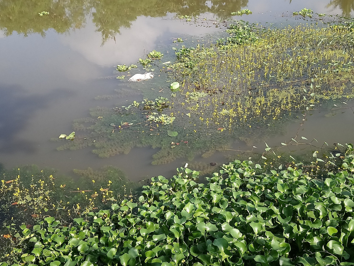  8. Góp phần cân bằng hệ sinh thái nước ngọt. Nhĩ cán vàng giúp kiểm soát số lượng sinh vật nhỏ như bọ gậy, góp phần điều hòa quần thể và giảm nguy cơ lây lan bệnh. Ảnh: entomologytoday.org.