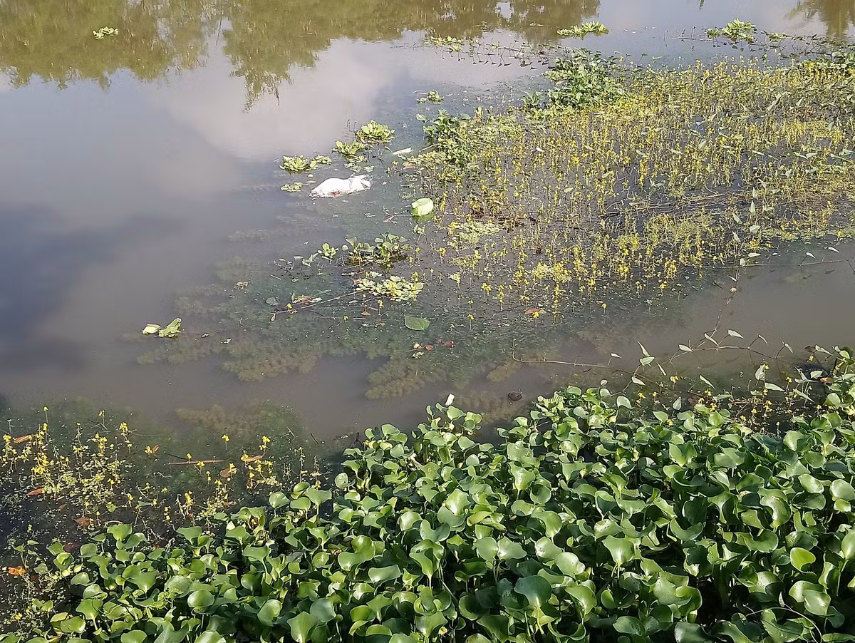  8. Góp phần cân bằng hệ sinh thái nước ngọt. Nhĩ cán vàng giúp kiểm soát số lượng sinh vật nhỏ như bọ gậy, góp phần điều hòa quần thể và giảm nguy cơ lây lan bệnh. Ảnh: entomologytoday.org.