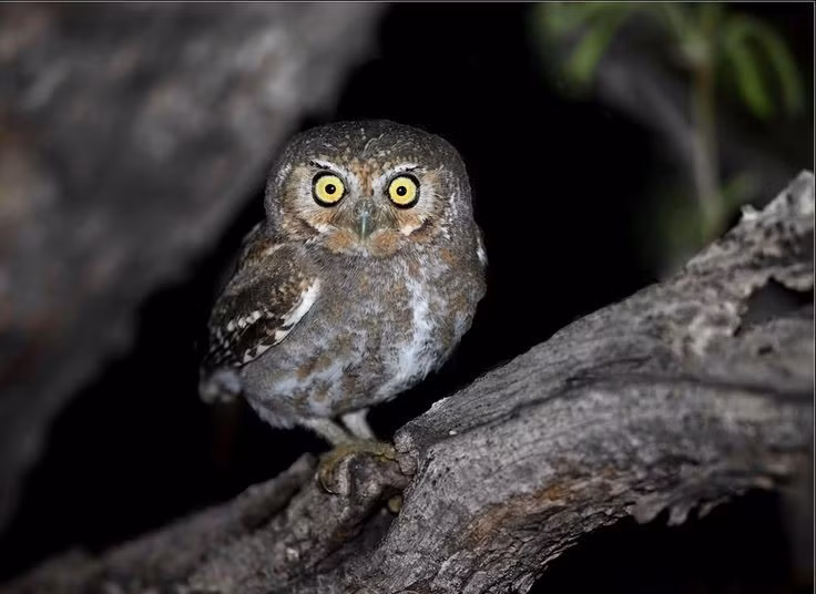  2. Dù nhỏ bé, cú lùn vẫn là thợ săn tài ba. Chúng sử dụng thính giác và thị lực sắc bén để bắt côn trùng và động vật nhỏ vào ban đêm, thể hiện kỹ năng săn mồi không thua kém các họ hàng to lớn. Ảnh: Pinterest.