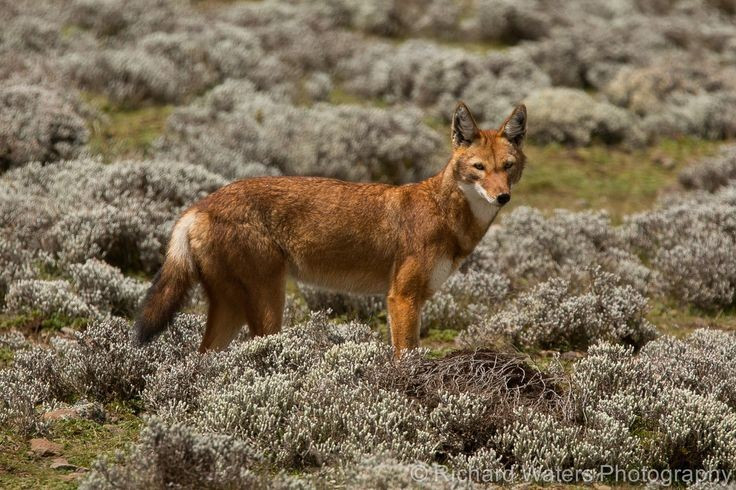  Ngoại hình giống cáo hơn sói. Chúng có thân hình mảnh mai, mõm dài nhọn và bộ lông màu đỏ gạch đặc trưng, với mảng trắng ở cổ họng và ngực. Chính vẻ ngoài thanh thoát này khiến nhiều người nhầm lẫn chúng với cáo, dù về mặt phân loại chúng thuộc chi Canis, cùng chi với chó sói. Ảnh: Pinterest.