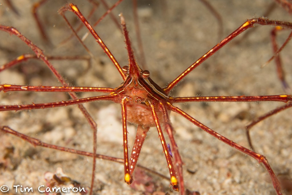  Đầu nhọn đặc trưng. Chúng có phần đầu kéo dài như chiếc gai phía trước. Ảnh: inaturalist.org.